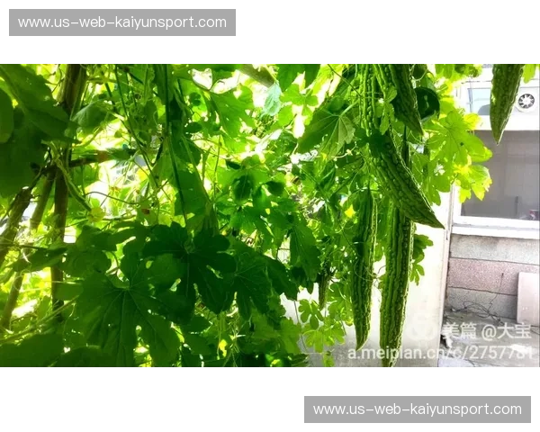 巅峰对决：当枫叶国遇上袋鼠国，谁才是你灵魂的终极归宿？